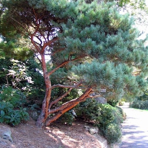 Pinus sylvestris tree PLANTATION seeds 500 gr. (ca. 100000 seeds). HIGH QUALITY. Certificate and analysis protocol included. Wholesale offer