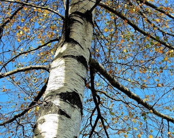 Semillas de Abedul Plateado a Granel (50 g) / Betula Pendula / Dama de los Bosques / Alta Germinación / Reforestación, Envío Gratuito a Todo el Mundo