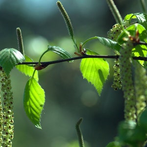 Silver Birch Betula pendula tree PLANTATION seeds 500 gr. HIGH QUALITY. Certificate and analysis protocol included. Wholesale offer