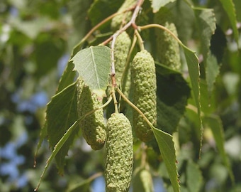 Silber-Birke 'Lady of the Woods' Betula Pendula Samen | Kostenloser Weltweiter Versand | 50-100 Samen | Geprüfte Qualität