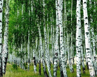 Semillas de Abedul Plateado a Granel 500g / Betula Pendula / "Dama de los Bosques" / Envío Gratis con Seguimiento a Todo el Mundo