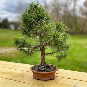 Pinus sylvestris tree PLANTATION seeds 50 gr. (ca. 10000 seeds). HIGH QUALITY. Certificate and analysis protocol included. Wholesale offer