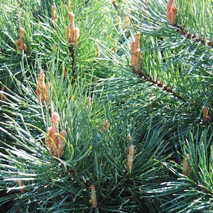 Pinus sylvestris Tree Seeds BULK | 50g (Approx. 10,000 Seeds) | Wholesale Offer with Certificate and Analysis Protocol - Scots Pine Seeds