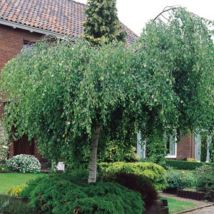 Silver Birch Betula pendula tree PLANTATION seeds 0,1 gr. (50-100 pieces). HIGH QUALITY. Certificate and analysis protocol included.