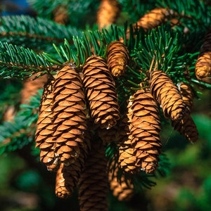 Spruce picea abies tree PLANTATION seeds 50 gr. (ca. 10000 seeds). HIGH QUALITY. Certificate and analysis protocol included. Wholesale