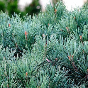 Può includere: Primo piano di un fitto arbusto sempreverde con lunghe foglie aghiformi. Il fogliame è di un verde freddo e smorzato con sfumature bluastre, e sono visibili piccole gemme rosso-brunastre. La pianta ha un aspetto pieno e strutturato.