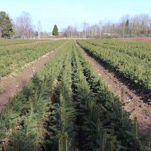 Spruce picea abies tree PLANTATION seeds 500 gr. (ca. 100000 seeds). HIGH QUALITY. Certificate and analysis protocol included. Wholesale