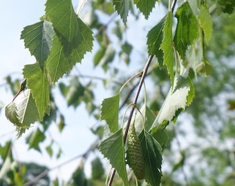 Silber-Birke Samen 50g | Betula Pendula | Die „Herrin des Waldes“ | KOSTENLOSER Versand | Plantagenqualität | Zertifikate