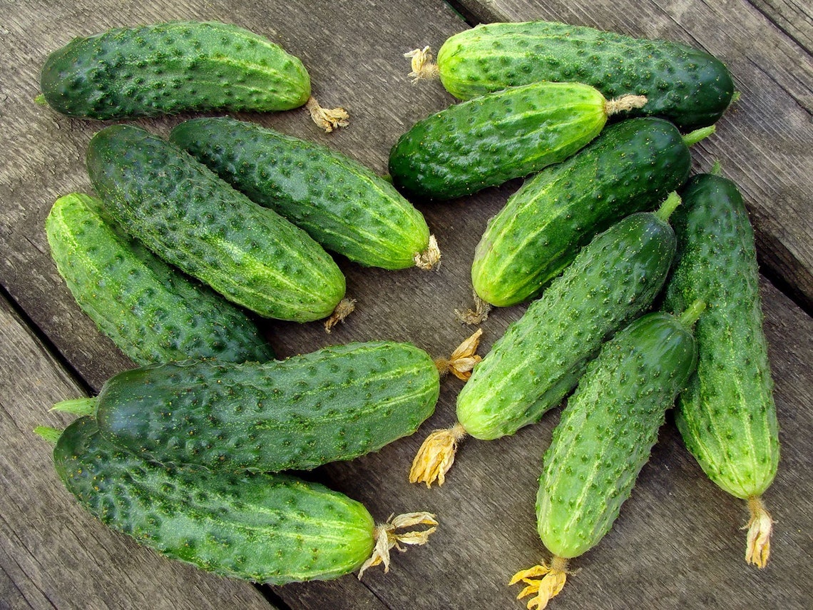 Cucumber Cornichon De Paris Seeds Non GMO Organic Etsy