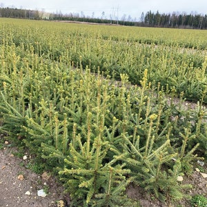 Spruce picea abies tree BULK seeds 500 gr. (ca. 100000 seeds). HIGH QUALITY. Certificate and analysis protocol included. Wholesale offer