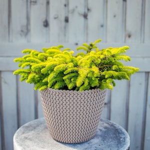 Spruce picea abies tree BULK seeds 50 gr. (ca. 10000 seeds). HIGH QUALITY. Certificate and analysis protocol included. Wholesale offer