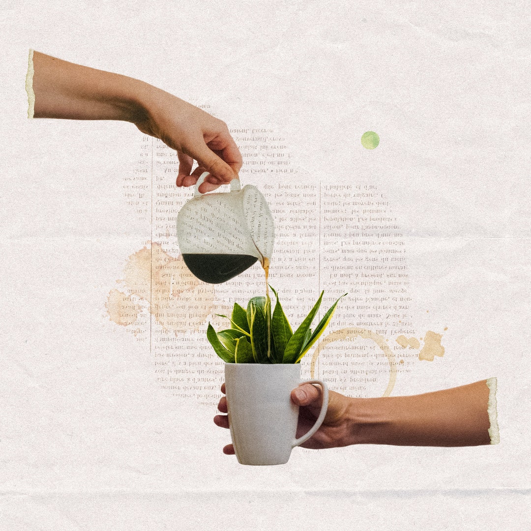 Coffee Plant, Art Print Etsy