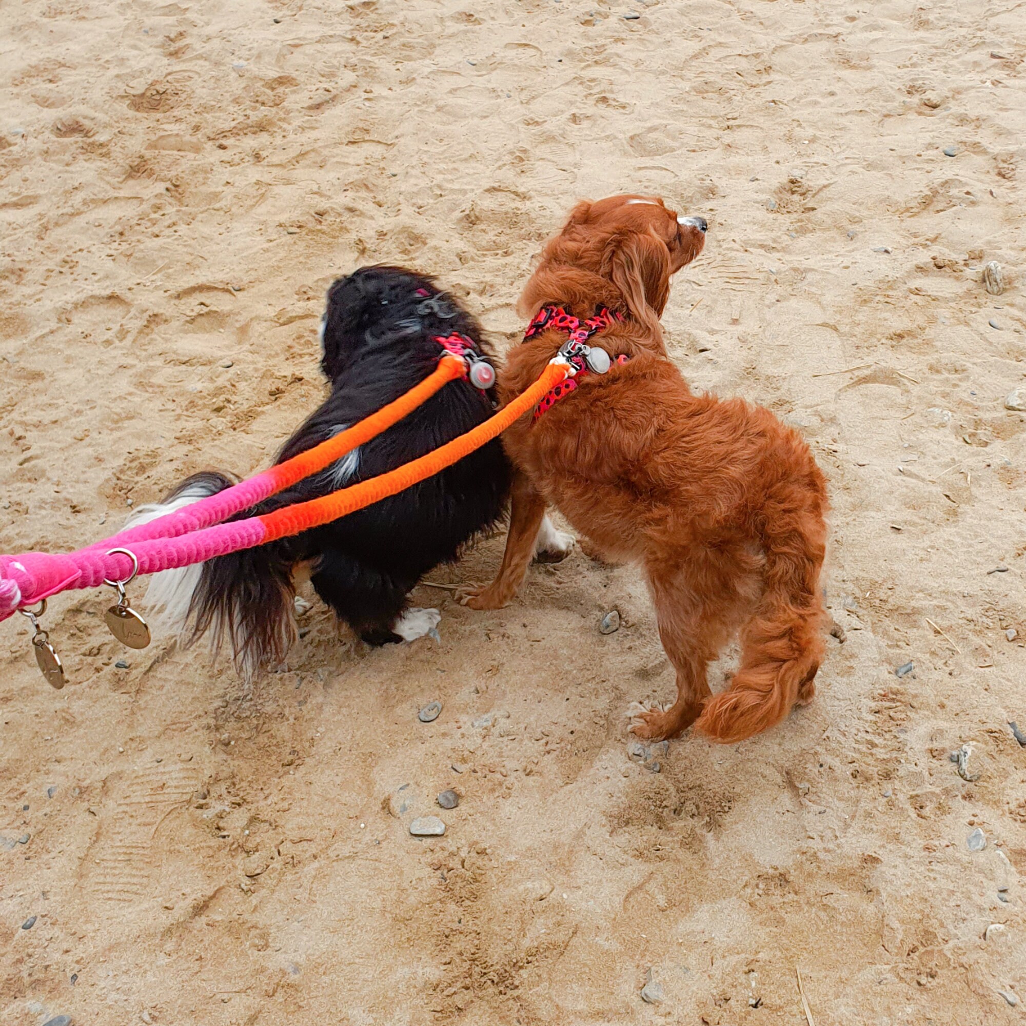 Pink Rope Dog Lead Pink + Orange Ombre Cotton Rope Dog Lead, 150cm Hand Died Rope Lead ...