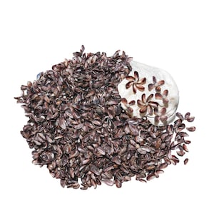 May include: A collection of small, dark brown, oval-shaped seeds piled together. A white, rounded, textured object is partially covered by the seeds, featuring several small, dark brown, flower-shaped impressions on its visible surface.