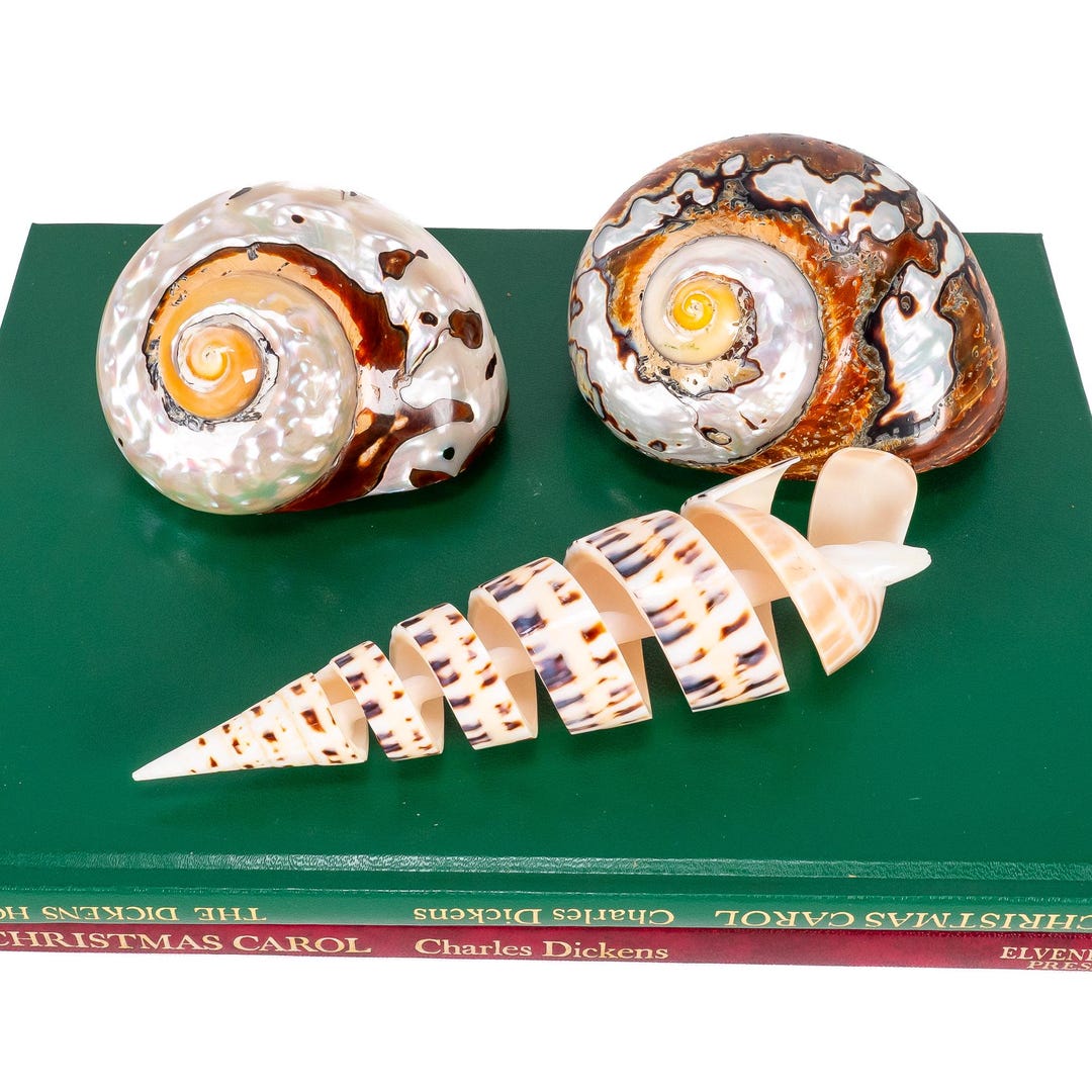 2 – Brown/pearlized Turbo Seashells & 6” Spiral Cut Marlin Spike Auger ...