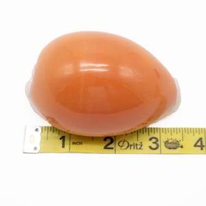 Golden Cowrie Seashell, Rare