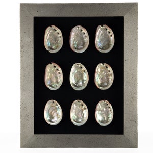 May include: Nine iridescent abalone shells are displayed in a gray frame with a black velvet backing.