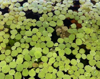 Salvinia Minima (Flytande akvarie-/dammväxt) KÖP 3 FÅ 1 GRATIS