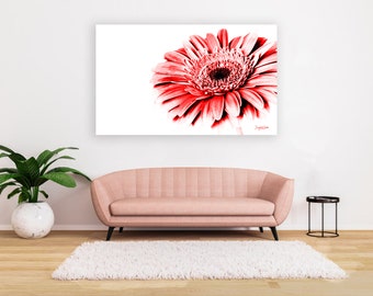 May include: A red gerbera daisy with white background. The flower is in focus and the background is blurred.
