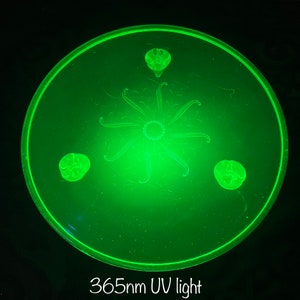 1930’s Vintage 10” Floral Pattern Green Footed Uranium Glass Cake Plate Green Depression Glass Fluorescent Dish