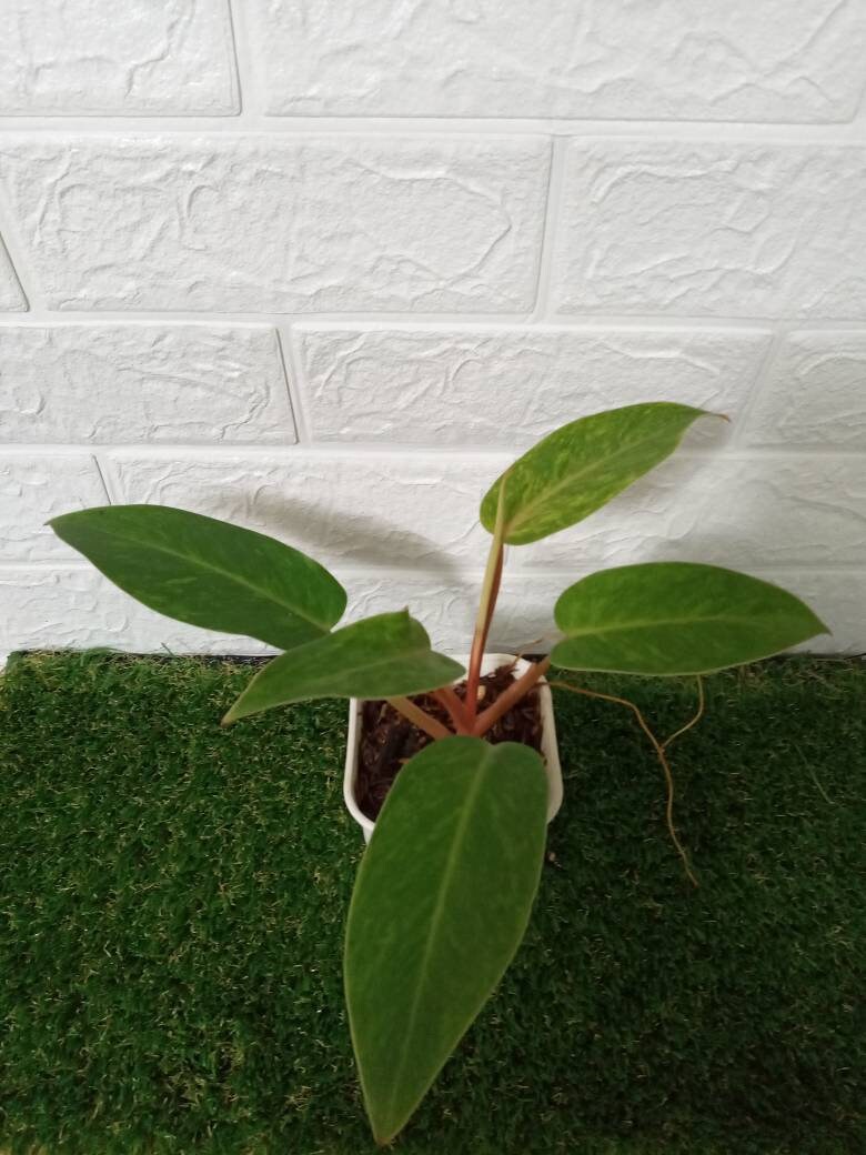 Philodendron Gemalte Dame mit freiem Phytosanitärem Zertifikat | Etsy