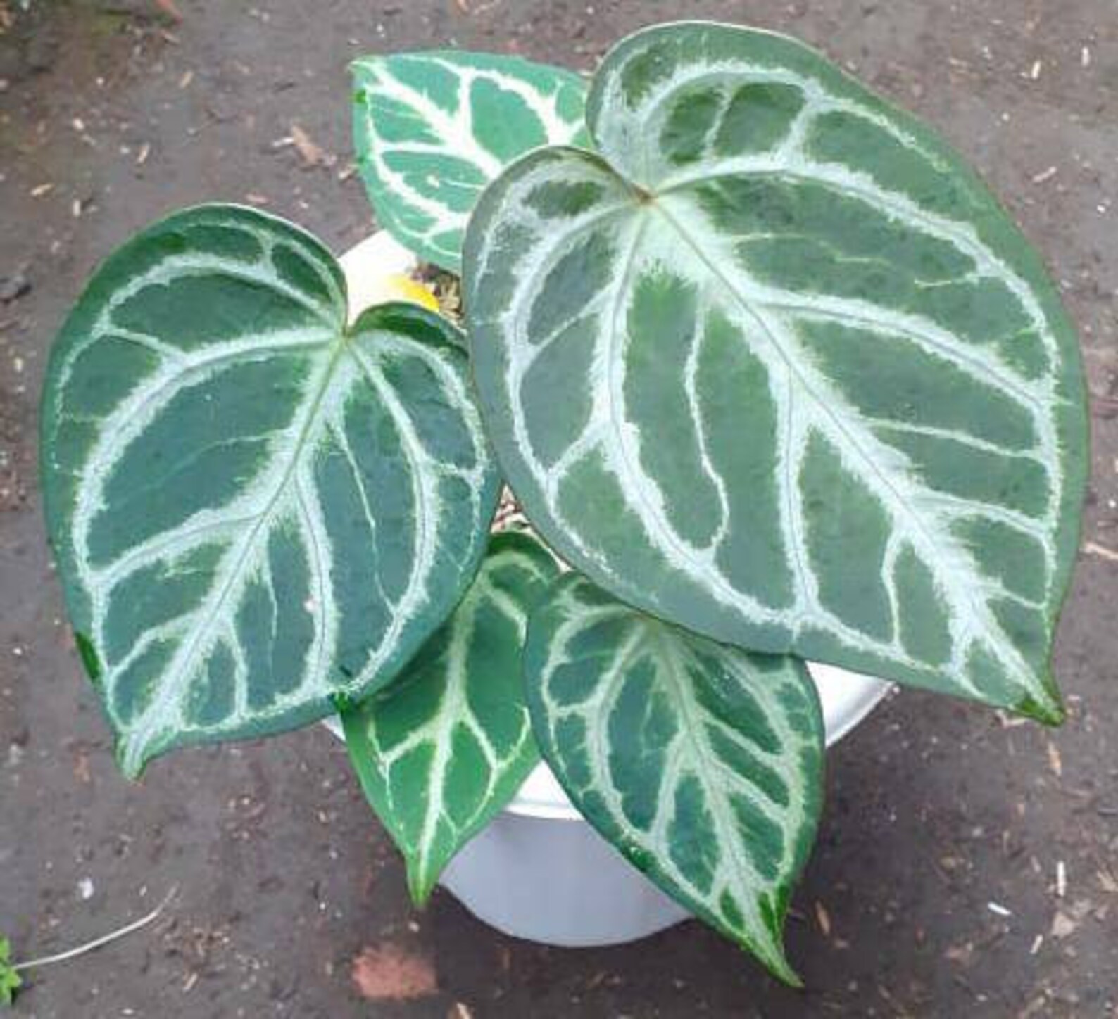 Anthurium Dorayaki Silver with Free Phytosanitary Certificate | Etsy