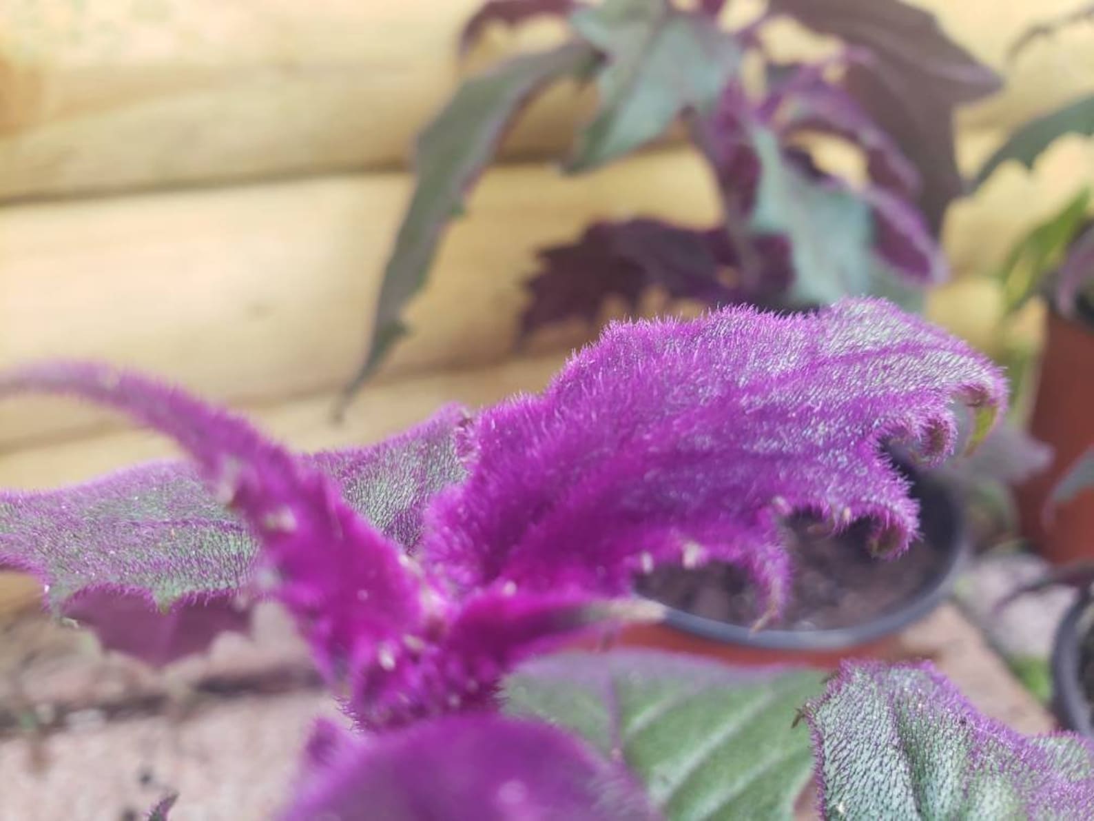 Purple Passion Velvet House Plant Etsy