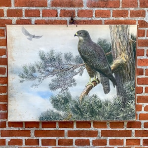 Seltene 1930 Vintage schwedische Schulkarte von Nils Tirén - "Ormvråk" (Buzzard) - auf Karton montiert."