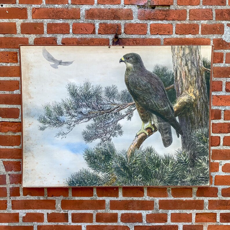 Rare 1930 Vintage Swedish School Chart by Nils Tirén "ormvråk