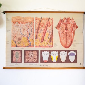 Vintage medische muurkaart – Anatomie van de menselijke tong – Duitse poster 1955 – Oprolbaar canvas – Opnamesysteem