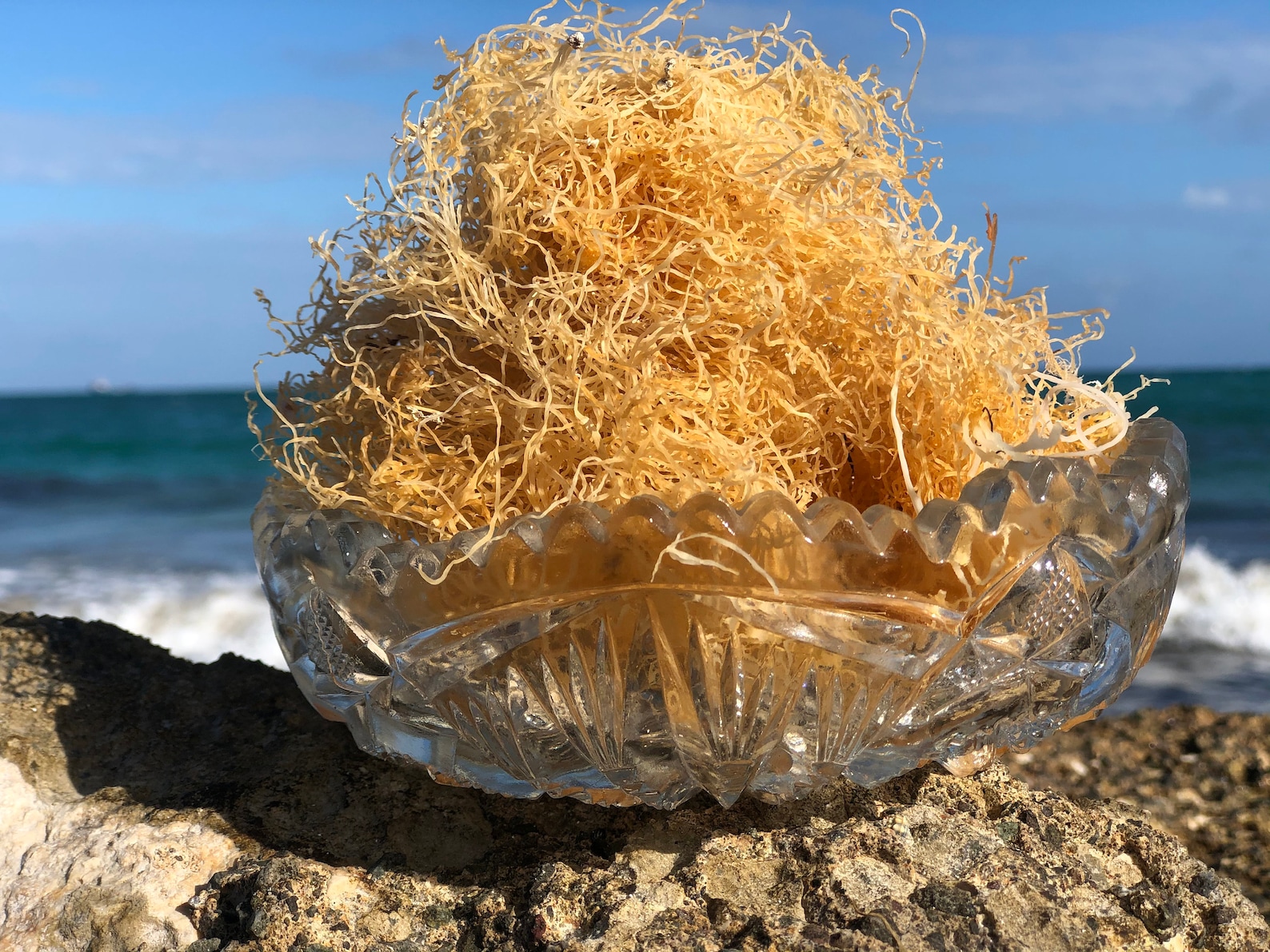 Wildcrafted Jamaican Sea Moss 100 Harvested in Jamaica Raw Etsy