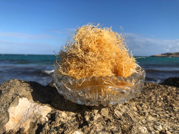 Wildcrafted Jamaican Sea Moss 100% Harvested in Jamaica Raw Sea Moss 