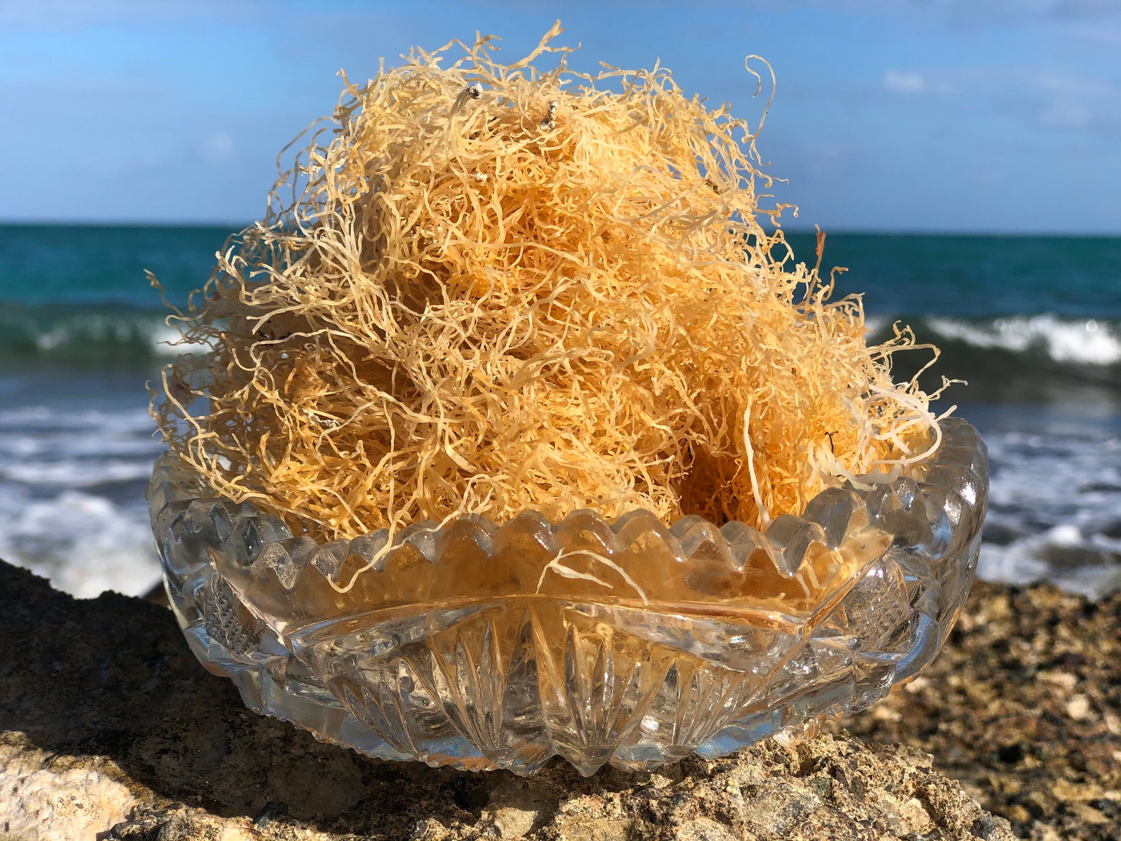 Wildcrafted Jamaican Sea Moss 100 Harvested in Jamaica Raw Etsy