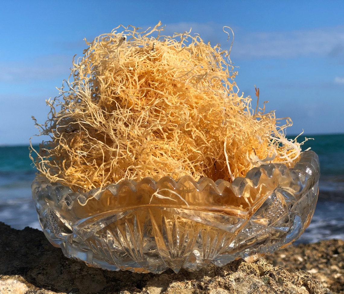 Wildcrafted Jamaican Sea Moss 100 Harvested in Jamaica Raw Etsy