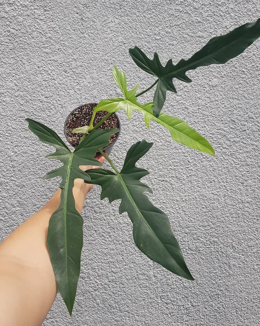 Philodendron Longilobatum Free Phytosanitary Certificate Dhl Etsy Singapore