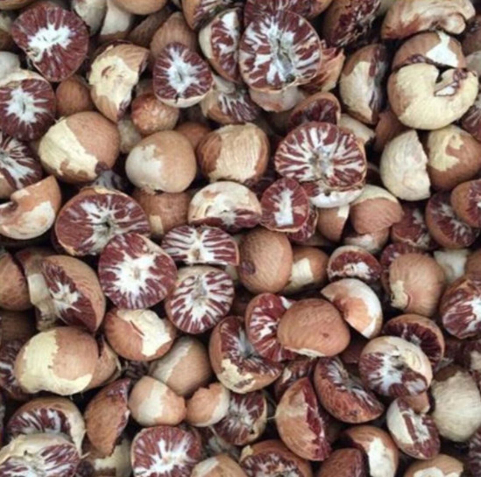 Organic HERBAL Pure Fresh Whole Areca Catechu Betel Nut Nuts Etsy