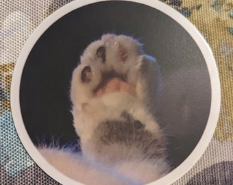 Lindos frijoles con punta de gato Pegatina