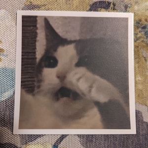 Simon Meme Cat Sticker