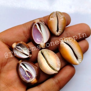 May include: Six brown cowrie shells with white and purple interiors. The shells are smooth and have a natural shine.