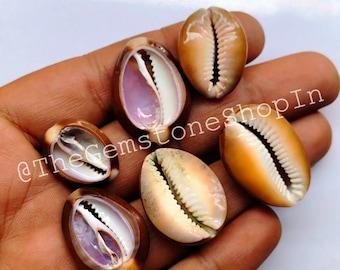 Cowrie Shell Gemstone Lot, Wholesale Cowrie Shells Lot, Natural Cowrie Shell Beads Crystal, Cowrie Shell Stone For Jewelry Making Stone