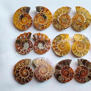 Op de afbeelding: Een verzameling van 12 gefossiliseerde ammonieten schelpen. De schelpen zijn een mix van bruin, geel en zwart. De ammonieten zijn gerangschikt in drie rijen van vier. De ammonieten zijn allemaal van verschillende groottes en vormen.