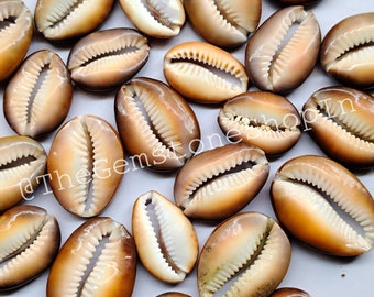 May include: A collection of cowrie shells, a type of sea snail shell, in various shades of brown and white. The shells are smooth and glossy, with a distinctive curved shape.