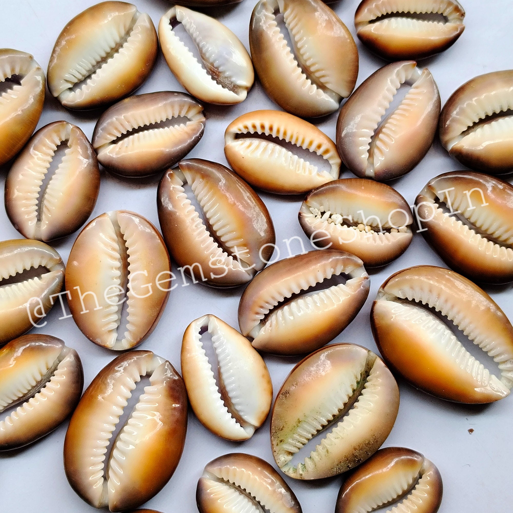 Natural Cowrie Shell Beads, Gemstone Cabochons, Jewelry Making Supplies ...
