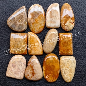 Wholesale Fossil Coral Gemstone Lot, Fossil Coral Cabochon Lot, Natural Fossil Coral Crystal Stone for Jewelry Making Stone