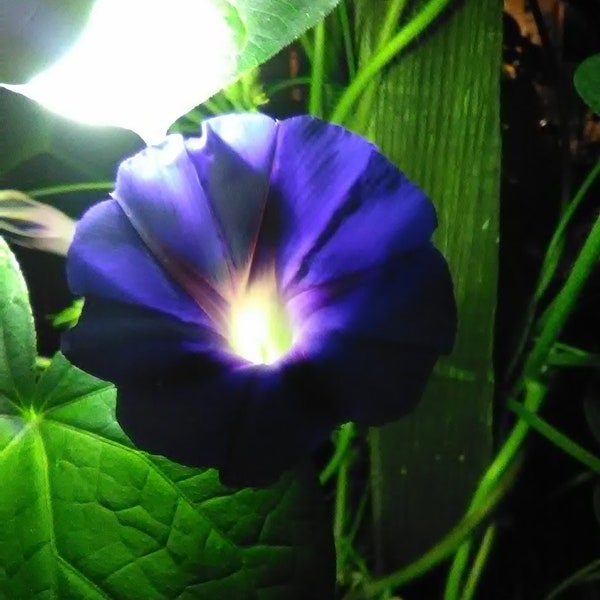 Morning Glory (Ipomoea) Mixed Colors Seeds - Variety Annual Seed Pack - Purple, Blue, Pink, Magenta with free surprise gifts