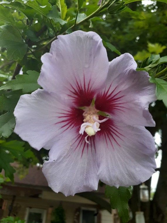 Rose of Sharon Tree/shrub Seeds Hibiscus Syriacus Mixed - Etsy