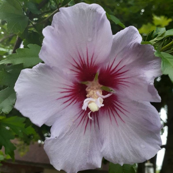 Rose of Sharon Tree/Shrub Seeds - Hibiscus syriacus - Mixed Colors Perennial (with free surprise gifts)