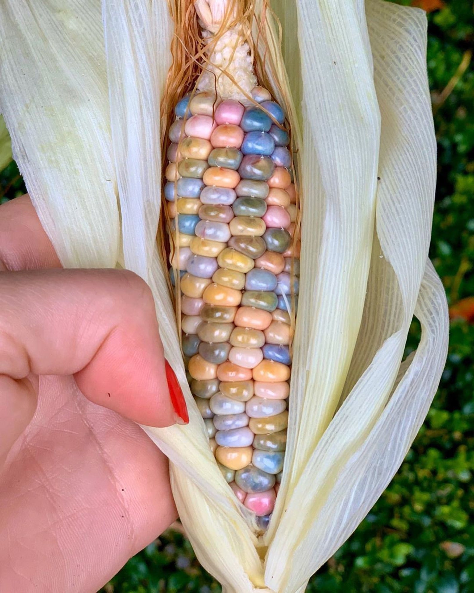 Indian corn seeds Rainbow corn seeds Glass Gem Corn Etsy