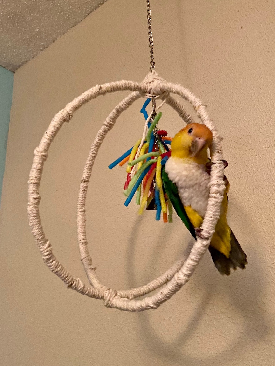 Large Orb Bird Swing Parrot Swing Bird Swing Etsy