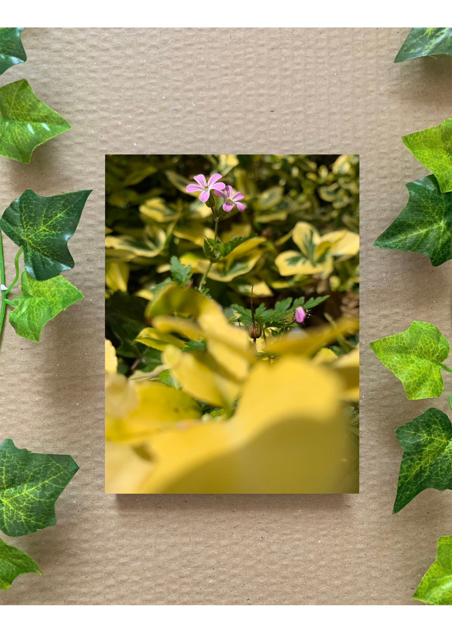 single flower 6x4 print free deliver with no frame Etsy